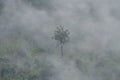 one tall tree in the Fog covering the mountain forests